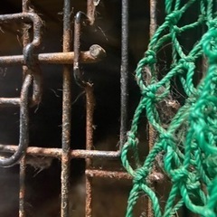 個人で保護猫活動やっております。 - 福岡市