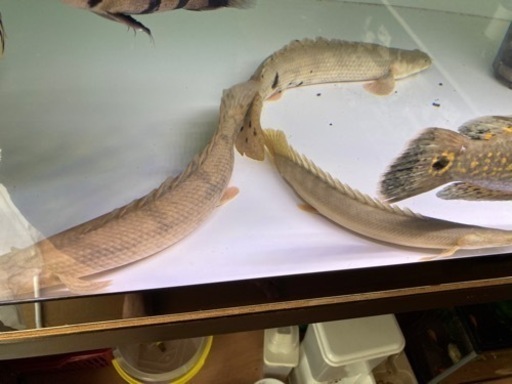 熱帯魚　ポリプテルス、エンドリ　カミハタビキール　コンギクス