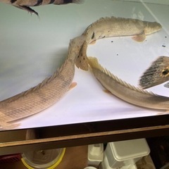 熱帯魚　ポリプテルス、エンドリ　カミハタビキール　コンギクス