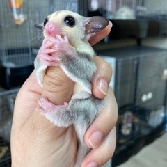 フクロモモンガ プラチナヘテロリューシ ♂の子