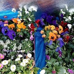 花(決まりました)