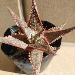 多肉植物 カーマインの画像