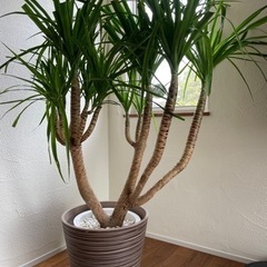 ※お話中※【大型観葉植物】ドラセナ　カンボジア産
