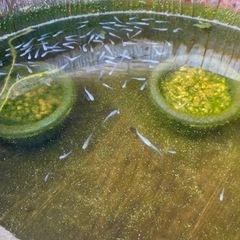 深海めだか　
