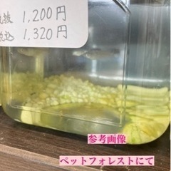 深海めだか　
の画像