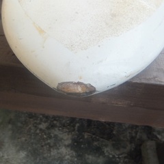 ウインドサーフィン　中古ボードの画像