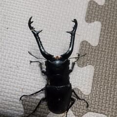 [値下げしました！]ギラファノコギリクワガタ92mmペア(オスの...