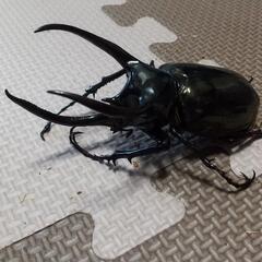 取引再開！[値下げしました！]アトラスオオカブト 85mmオス ...