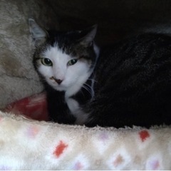 とてもスリスリなメス猫ちゃんです^_^