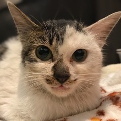 子猫　4ヶ月　メス　里親様募集