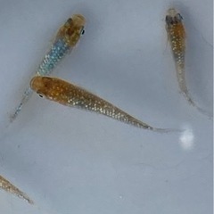 めだか・ラメ10匹・メダカの画像