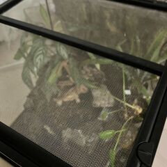  GEX　グラステラリウム　　4545　爬虫類　飼育　ケージ　ガラスケージ　【水槽/熱帯魚/観賞魚/飼育】の画像