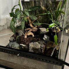  GEX　グラステラリウム　　4545　爬虫類　飼育　ケージ　ガラスケージ　【水槽/熱帯魚/観賞魚/飼育】の画像