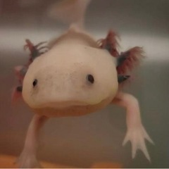✨可愛いウーパールーパーペア✨