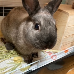 ネザーランドドワーフ　オス　1歳