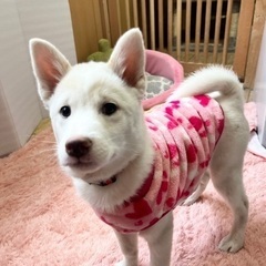 そっくりな元気姉妹☆スズシロちゃん　メス　３ヶ月 - 犬