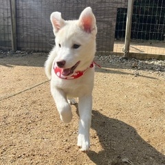 そっくりな元気姉妹☆スズシロちゃん　メス　３ヶ月 − 大阪府