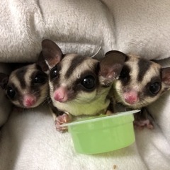 モモンガ　4匹