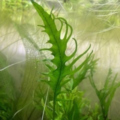 ミクロソリウム　フェニックステール　水草