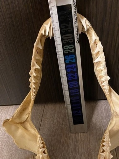 【中古】サメの歯 7,500