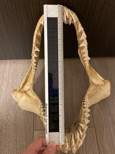 【中古】サメの歯 7,500