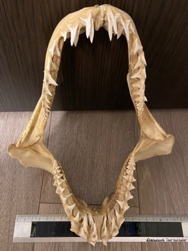 【中古】サメの歯 7,500