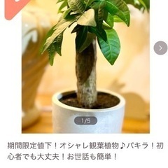 売り切れました！太幹！美型♪涼しげな雰囲気！お世話も簡単！室内向...