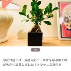 売り切れました！大40cm！幸せを呼ぶ木♪幹が大きく成長しました...