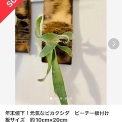 年末値下！元気なビカクシダ　ビーチー板付け　コウモリラン　板サイ...