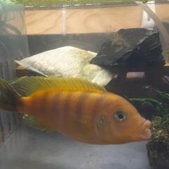 《限定》🐠🌿アフリカンシクリッド1匹