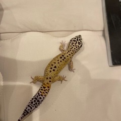 レオパ