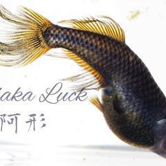 極上種親　阿形【Medaka Luck】舞風めだか様血統　大きめ稚魚5匹5000円〜　メダカの画像