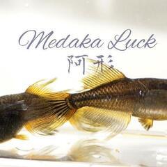 極上種親　阿形【Medaka Luck】舞風めだか様血統　大きめ稚魚5匹5000円〜　メダカの画像