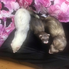 フェレットの里親募集