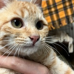 人懐っこい甘えんぼチャトラくん♡生後3ヶ月ゴロ