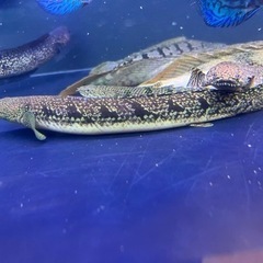 ポリプテルスブティコフェリー