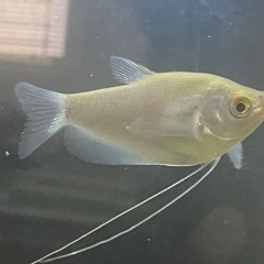 熱帯魚　観賞魚セットの画像