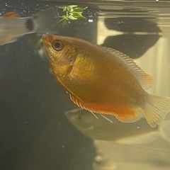 熱帯魚　観賞魚セットの画像