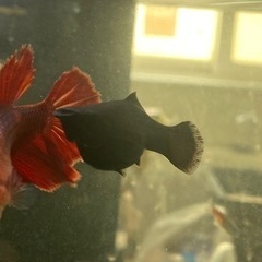 熱帯魚　観賞魚セットの画像