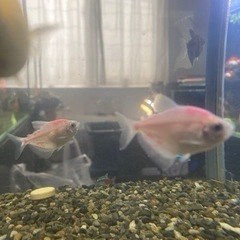熱帯魚　観賞魚セットの画像