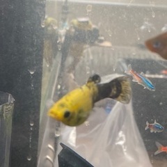 熱帯魚　観賞魚セットの画像