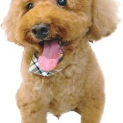 急募🍀甘えん坊なハニーくん🐶 - 薩摩川内市