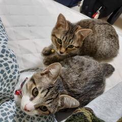 里親募集中