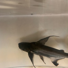 値下げしました！アクリル水槽　＋　熱帯魚2匹