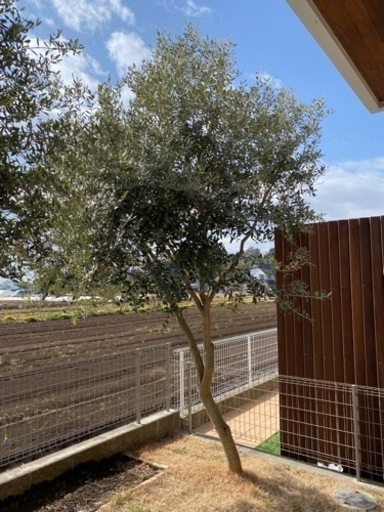 オリーブの木　レッチーノ