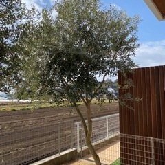 オリーブの木 レッチーノ