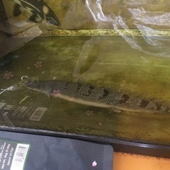 古代魚　デルヘッジ　2月18日まで！