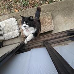 桜耳猫の餌 − 神奈川県