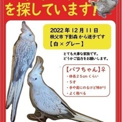 埼玉県秩父市　迷子のオカメインコ