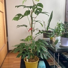 ヒメモンステラ   早い者勝ち！✌️の画像